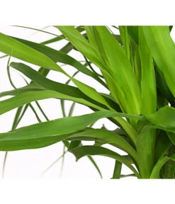 Elefantenfuß - Beaucarnea Recurvarta 9 Elefantenfuß - Beaucarnea Recurvarta -Haus Pflanzen Welt 7977754 PR DE 001 BeaucarneaElefantenfussT20StreckeDehnerExpressHerzig