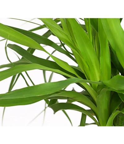 Elefantenfuß - Beaucarnea Recurvarta -Haus Pflanzen Welt 7977754 PR DE 001 BeaucarneaElefantenfussT20StreckeDehnerExpressHerzig