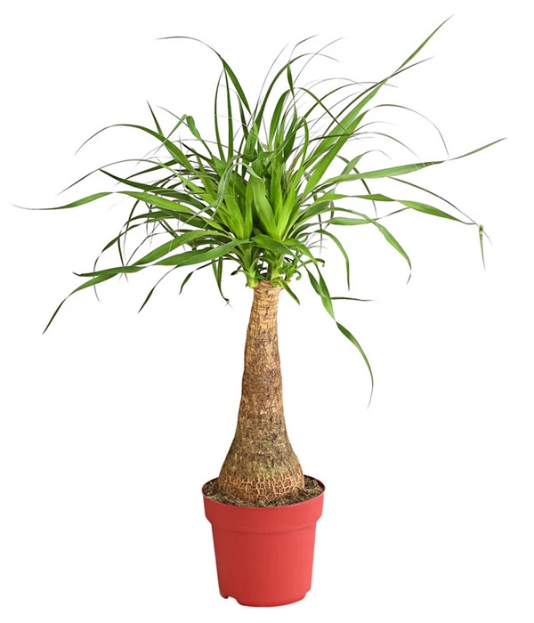 Elefantenfuß - Beaucarnea Recurvarta 3 Elefantenfuß - Beaucarnea Recurvarta