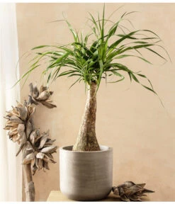 Elefantenfuß - Beaucarnea Recurvarta 7 Elefantenfuß - Beaucarnea Recurvarta -Haus Pflanzen Welt 7977754 PR MO 001 BeaucarneaElefantenfussT20StreckeDehnerExpressHerzig