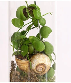 Schneckenhauspflanze Im Glas - Dischidia Pectinoides 'Snaily' 7 Schneckenhauspflanze Im Glas - Dischidia Pectinoides 'Snaily' -Haus Pflanzen Welt 7977796 PR DE 001 SnailyDischidiaPectenoidesSchneckenhauspflanzeImAcrylglasDehnerExpressHerzig