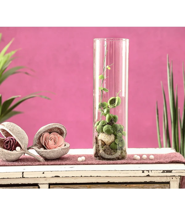 Schneckenhauspflanze Im Glas - Dischidia Pectinoides 'Snaily' 4 Schneckenhauspflanze Im Glas - Dischidia Pectinoides 'Snaily' – Bild 2