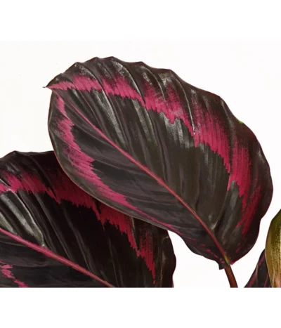 Korbmarante - Calathea 'Dottie' -Haus Pflanzen Welt 7977879 PR DE 001 CalatheaDotiKorbmarantheT14StreckeDehnerExpressHerzig