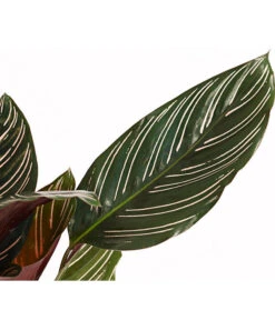 Korbmarante - Calathea Ornata -Haus Pflanzen Welt 7977887 PR DE 001 CalatheaOrnataKorbmarantheT14StreckeDehnerExpressHerzig