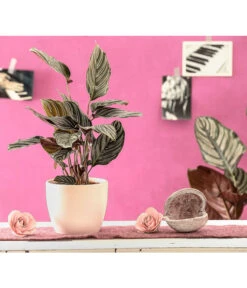 Korbmarante - Calathea Ornata -Haus Pflanzen Welt 7977887 PR MO 001 CalatheaOrnataKorbmaranteT14StreckeDehnerExpressHerzig