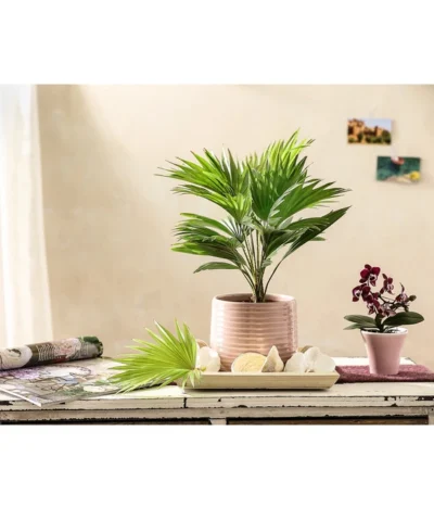 Rundblättrige Schirmpalme - Livistona Rotundifolia -Haus Pflanzen Welt 7977903 PR MO 001 SchirmpalmenDehnerExpressHerzig