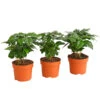 Kaffeepflanze - Coffea Arabica, 3er-Set -Haus Pflanzen Welt 7977911 PR FS 001 CoffeaArabicaKaffeepflanze3erSetT12StreckeDehnerExpressHerzig