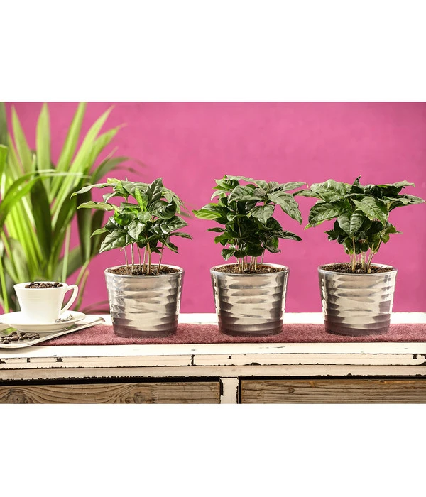 Kaffeepflanze - Coffea Arabica, 3er-Set 4 Kaffeepflanze - Coffea Arabica, 3er-Set – Bild 2