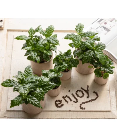 Kaffeepflanze - Coffea Arabica 9 Kaffeepflanze - Coffea Arabica -Haus Pflanzen Welt 7977911 WE MO 001 CoffeaArabicaT5 5 GC14 2022