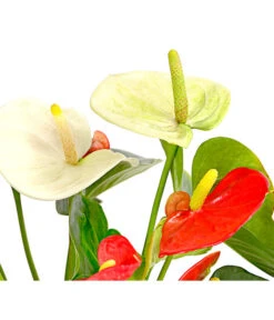 Flamingoblumen-Duo - Anthurium Andreanum -Haus Pflanzen Welt 7978026 PR DE 001 AnthuriumAndreanumFlamingoblumeTwinT14DehnerExpressHerzig