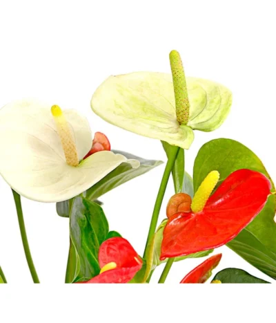Flamingoblumen-Duo - Anthurium Andreanum 5 Flamingoblumen-Duo - Anthurium Andreanum -Haus Pflanzen Welt 7978026 PR DE 001 AnthuriumAndreanumFlamingoblumeTwinT14DehnerExpressHerzig