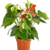 Flamingoblumen-Duo - Anthurium Andreanum -Haus Pflanzen Welt 7978026 PR FS 001 AnthuriumAndreanumFlamingoblumeTwinT14DehnerExpressHerzig