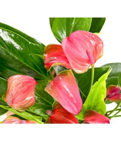 Flamingoblume - Anthurium Andreanum 'Lila Forino' -Haus Pflanzen Welt 7978042 PR DE 001 AnthuriumAndreanumFlamingoblumeLilaFiorinoT12DehnerExpressHerzig