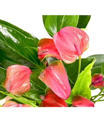 Flamingoblume - Anthurium Andreanum 'Lila Forino' -Haus Pflanzen Welt 7978042 PR DE 001 AnthuriumAndreanumFlamingoblumeLilaFiorinoT12DehnerExpressHerzig