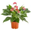 Flamingoblume - Anthurium Andreanum 'Lila Forino' -Haus Pflanzen Welt 7978042 PR FS 001 AnthuriumAndreanumFlamingoblumeLilaFiorinoT12DehnerExpressHerzig
