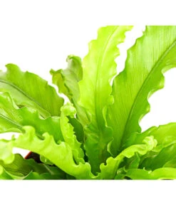 Farn-Set, Verschiedene Sorten, 3-teilig -Haus Pflanzen Welt 7978083 PR DE 001 Farn3erSetT12DehnerExpressHerzig