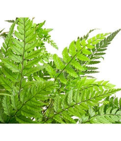 Farn-Set, Verschiedene Sorten, 3-teilig -Haus Pflanzen Welt 7978083 PR DE 002 Farn3erSetT12DehnerExpressHerzig