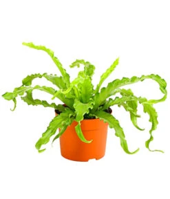 Farn-Set, Verschiedene Sorten, 3-teilig -Haus Pflanzen Welt 7978083 PR FS 001 Farn3erSetT12DehnerExpressHerzig