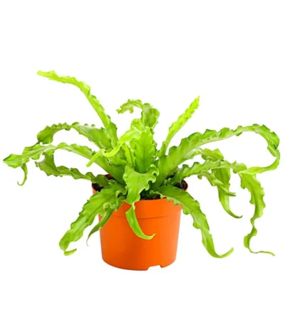 Farn-Set, Verschiedene Sorten, 3-teilig -Haus Pflanzen Welt 7978083 PR FS 001 Farn3erSetT12DehnerExpressHerzig