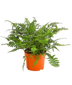 Farn-Set, Verschiedene Sorten, 3-teilig -Haus Pflanzen Welt 7978083 PR FS 002 Farn3erSetT12DehnerExpressHerzig