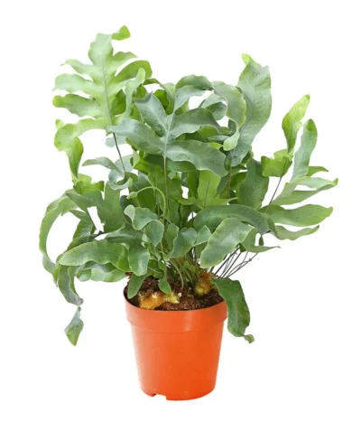 Farn-Set, Verschiedene Sorten, 3-teilig -Haus Pflanzen Welt 7978083 PR FS 003 Farn3erSetT12Dehner