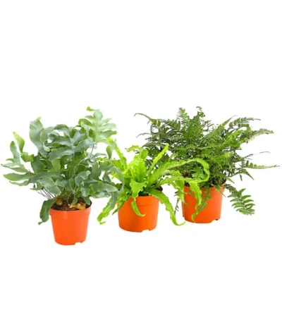 Farn-Set, Verschiedene Sorten, 3-teilig