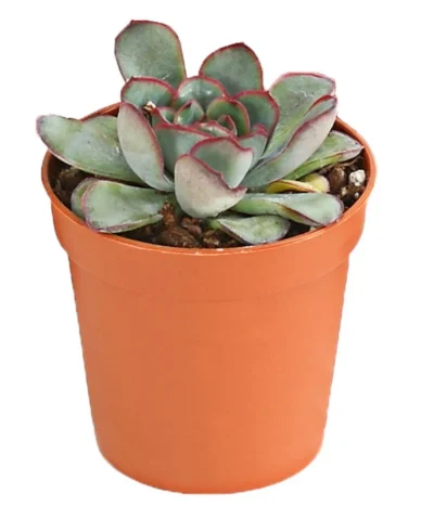 Echeverien-Set - Echeveria, Verschiedene Sorten 13 Echeverien-Set - Echeveria, Verschiedene Sorten -Haus Pflanzen Welt 7978117 PR FS 004 EcheverieSukkulenten6erSetT6DehnerExpressHerzig