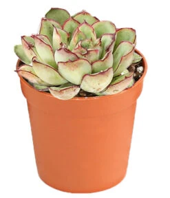 Echeverien-Set - Echeveria, Verschiedene Sorten -Haus Pflanzen Welt 7978117 PR FS 005 EcheverieSukkulenten6erSetT6DehnerExpressHerzig