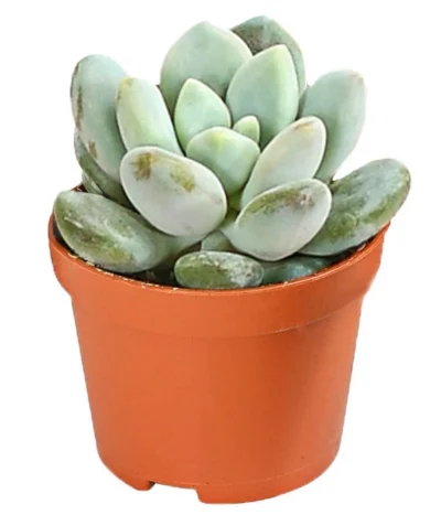 Echeverien-Set - Echeveria, Verschiedene Sorten 15 Echeverien-Set - Echeveria, Verschiedene Sorten -Haus Pflanzen Welt 7978117 PR FS 006 EcheverieSukkulenten6erSetT6DehnerExpressHerzig