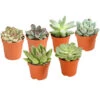 Echeverien-Set - Echeveria, Verschiedene Sorten -Haus Pflanzen Welt 7978117 PR FS Mix EcheverieSukkulenten6erSetT6DehnerExpressHerzig