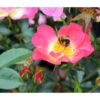 Bodendeckerrose 'Bienenweide® Bicolor' -Haus Pflanzen Welt 7978133 PR DE 001 RoseBienenweideBicolorTantau