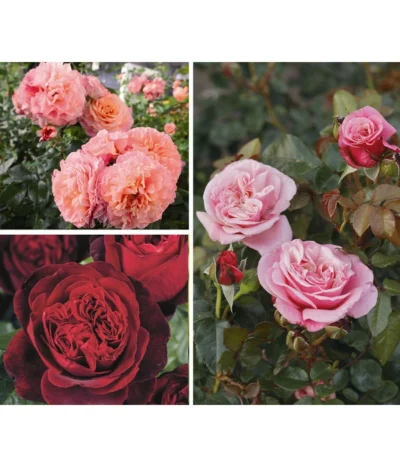 Rosen-Set Duftrosentraum, 3-teilig