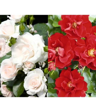 Rosen-Set Pflegeleicht, Rot/weiß, 2-teilig