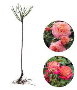 Rosen-Set Dufterlebnis Pastell, 2-teilig 7 Rosen-Set Dufterlebnis Pastell, 2-teilig -Haus Pflanzen Welt 7978265 WE FS 002 RosensetDufterlebnisPastell2teilig