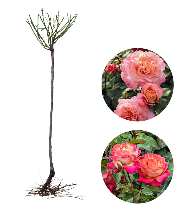 Rosen-Set Dufterlebnis Pastell, 2-teilig 4 Rosen-Set Dufterlebnis Pastell, 2-teilig – Bild 2