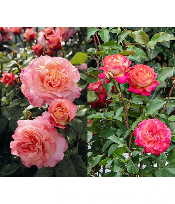 Rosen-Set Dufterlebnis Pastell, 2-teilig 3 Rosen-Set Dufterlebnis Pastell, 2-teilig