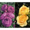 Rosen-Set Dufterlebnis, Gelb/lila, 2-teilig 1 Rosen-Set Dufterlebnis, Gelb/lila, 2-teilig -Haus Pflanzen Welt 7978273 WE FS 001 RosensetDufterlebnisgelblila2teilig