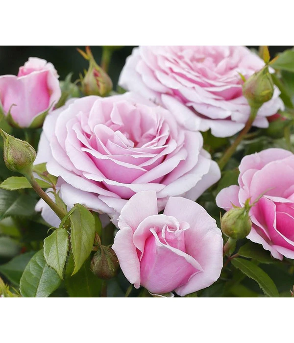 Edelrose 'Pacific Blue®' 3 Edelrose 'Pacific Blue®'