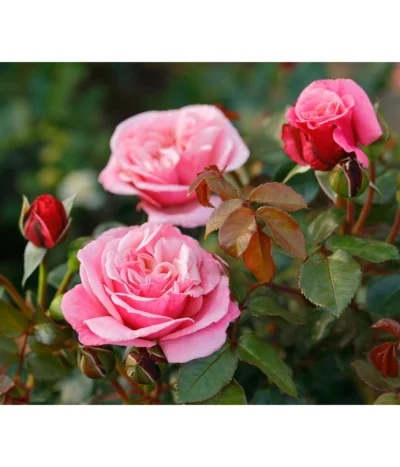 Nostalgie®-Edelrose 'Wildberry®'