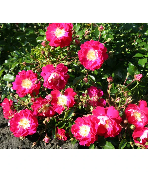 Bodendeckerrose 'Lipstick®' 3 Bodendeckerrose 'Lipstick®'