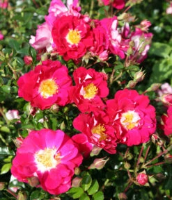 Bodendeckerrose 'Lipstick®' 6 Bodendeckerrose 'Lipstick®' -Haus Pflanzen Welt 7978356 PR DE 002 RoseLipstickTantau