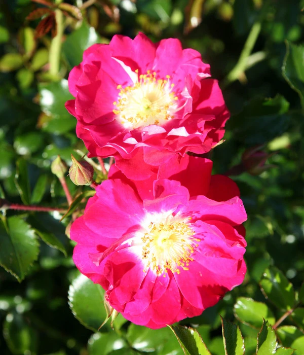 Bodendeckerrose 'Lipstick®' 5 Bodendeckerrose 'Lipstick®' – Bild 3