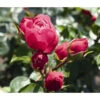 Noblesse® Spray-Rose 'Magic Rokoko®' -Haus Pflanzen Welt 7978364 WE DE 001 RoseMagicRokokoTantau