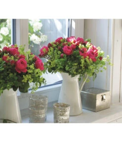 Noblesse® Spray-Rose 'Magic Rokoko®' -Haus Pflanzen Welt 7978364 WE MO 001 RoseMagicRokokoTantau