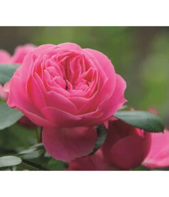 Noblesse® Spray-Rose 'Playful Rokoko®' 6 Noblesse® Spray-Rose 'Playful Rokoko®' -Haus Pflanzen Welt 7978380 PR DE 002 RosePlayfulRokokoTantau