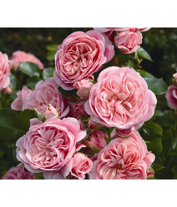 Beetrose 'Bailando®' 3 Beetrose 'Bailando®'