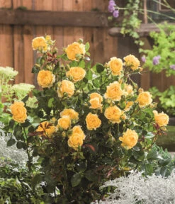 Beetrose 'Inka®' 5 Beetrose 'Inka®' -Haus Pflanzen Welt 7978414 PR DE 001 BeetroseInkaTantau