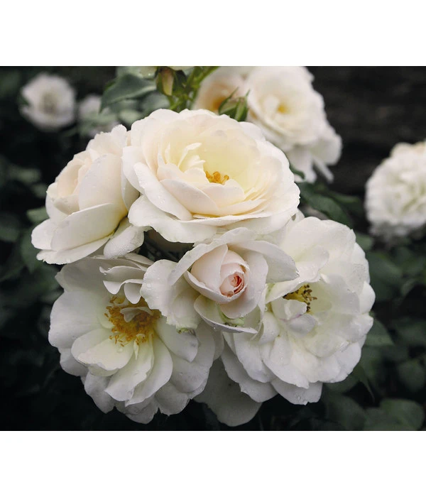 Beetrose 'Sirius®' 3 Beetrose 'Sirius®'