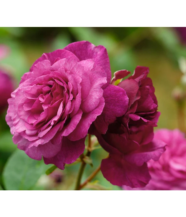 Beetrose 'Kaffe Fassett®' 8 Beetrose 'Kaffe Fassett®' – Bild 6