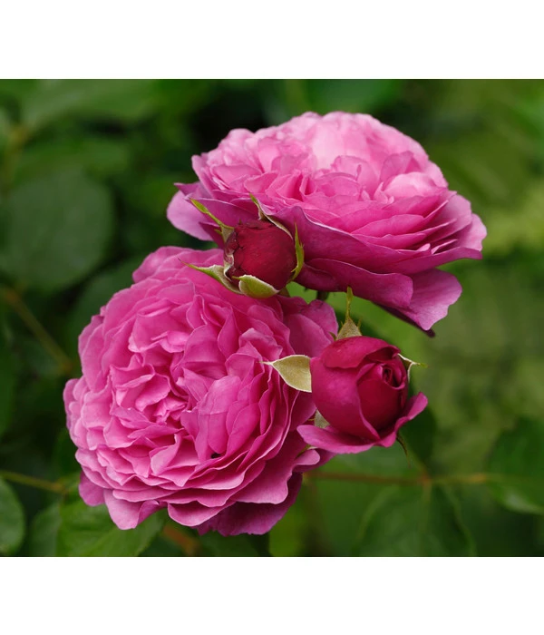 Beetrose 'Kaffe Fassett®' 4 Beetrose 'Kaffe Fassett®' – Bild 2